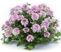 Verbena Vanessa Pink Bicolor