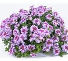 Verbena Vanessa Purple Bicolor
