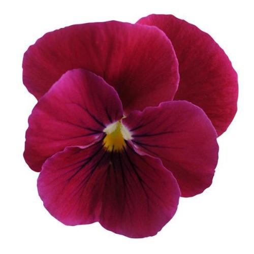 Viola Sorbet® Carmine Rose
