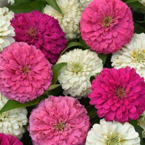 Zinnia Elegant™ Soft Mix - New Variety!