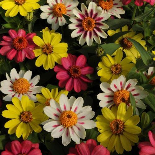 Zinnia Zahara® Raspberry Lemonade Mix