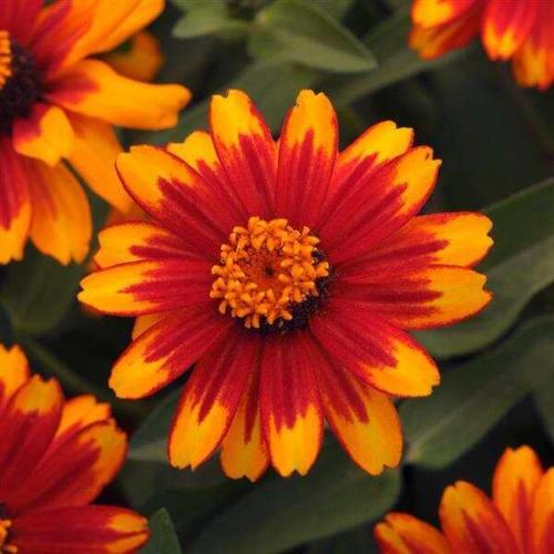 Zinnia Zahara® Sunburst