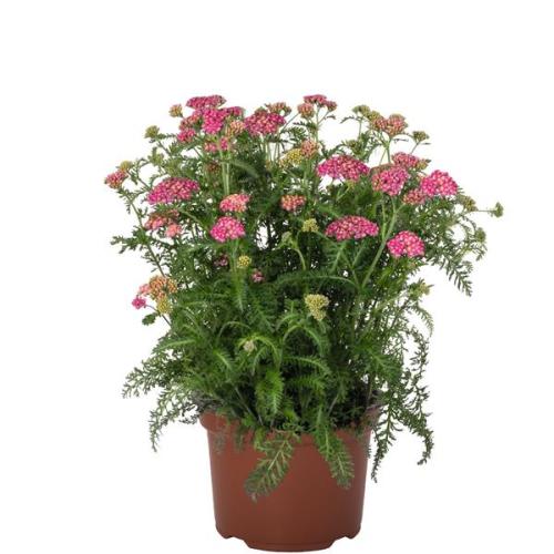 Achillea, Skysail Bright Pink