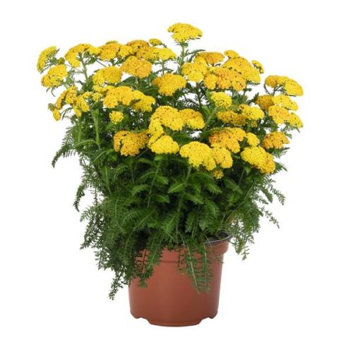 Achillea, Skysail Yellow