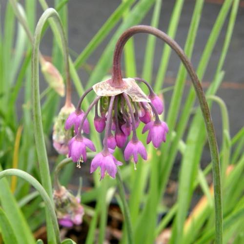 Allium, Cernuum (Ladys Leek)