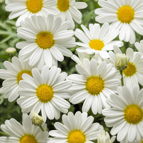 Argy, Pure White Butterfly® -Proven Winner