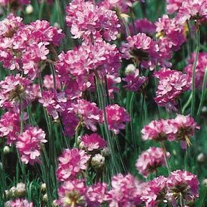 Armeria, Maritima Splendens