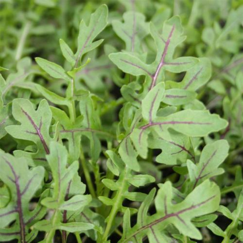 Arugula, Dragons Fire
