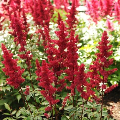 Astilbe, Arendsii Fanal