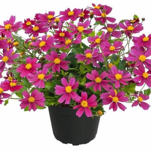 Bidens, Bee Pink Buzz - New Variety