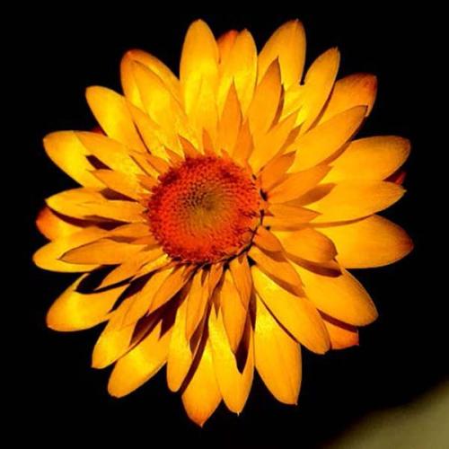 Bracteantha, Mohave Basket Yellow