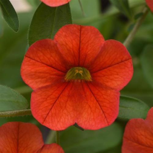 Calibrachoa, MiniFamous Neo Deep Orange