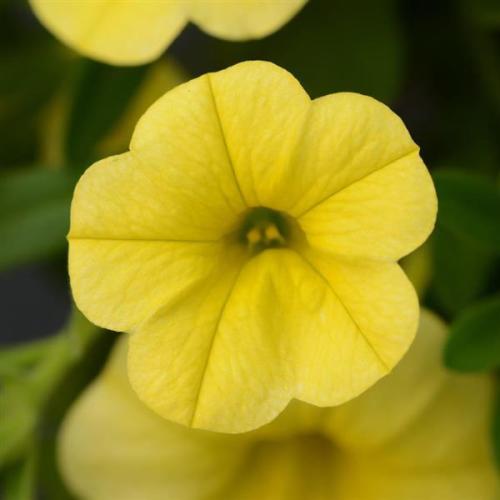 Calibrachoa, MiniFamous Neo Deep Yellow