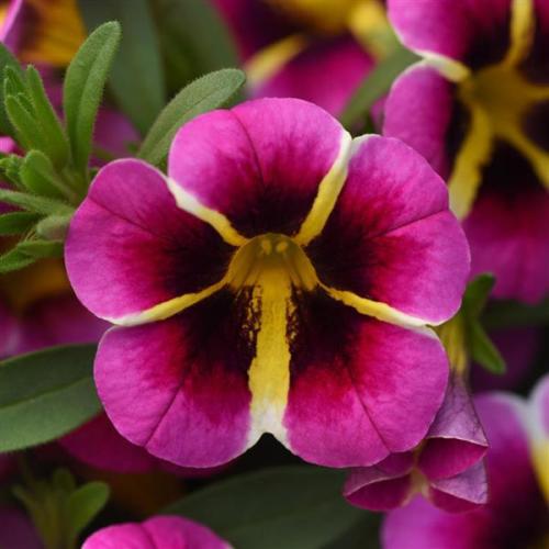 Calibrachoa, MiniFamous Neo Pink Hawaii