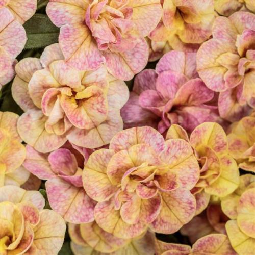Calibrachoa, Superbells Magic Double Grapefruit - New Variety