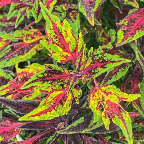 Coleus, FlameThrower Chili Pepper