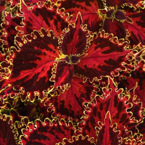 Coleus, Solar Flare