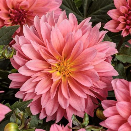 Dahlia, Virtuoso® Pinkerific™ - Proven Winner