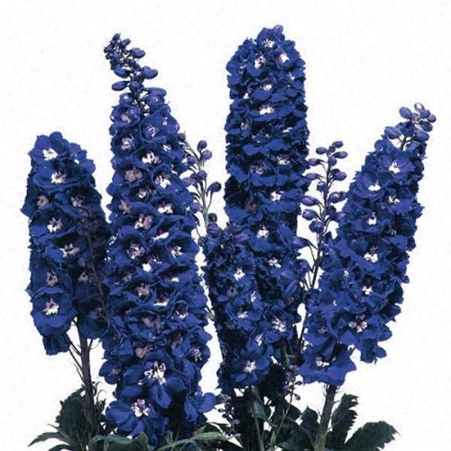 Delphinium, Magic Ftns Dark Blue White Bee