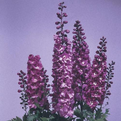 Delphinium, Magic Ftns Lilac Pink White Bee