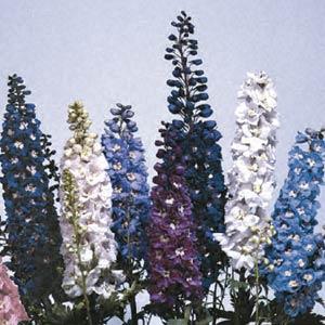 Delphinium, Magic Fountains Mix