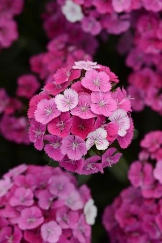 Dianthus, Jolt Pink Magic