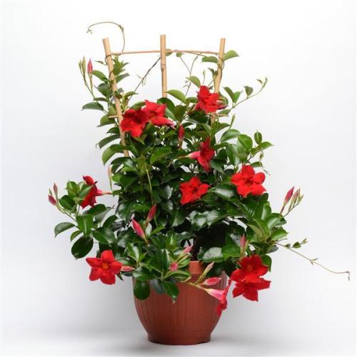 Dipladenia, Tropica Grande Red