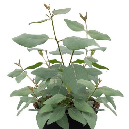 Eucalyptus, Murray