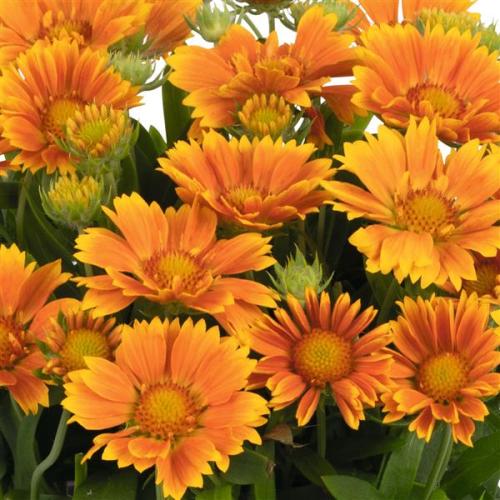 Gaillardia, SpinTop Mango