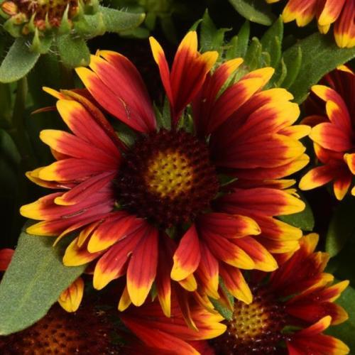 Gaillardia, SpinTop Orange Halo