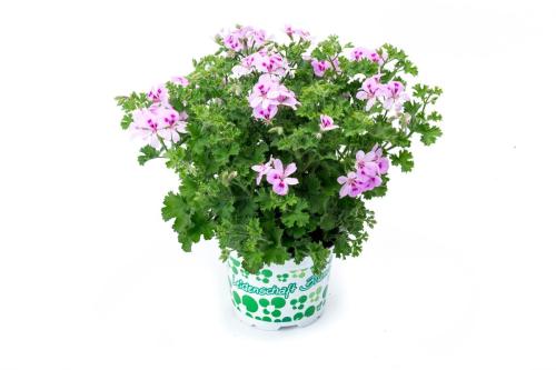 Geranium, Scented Lemona
