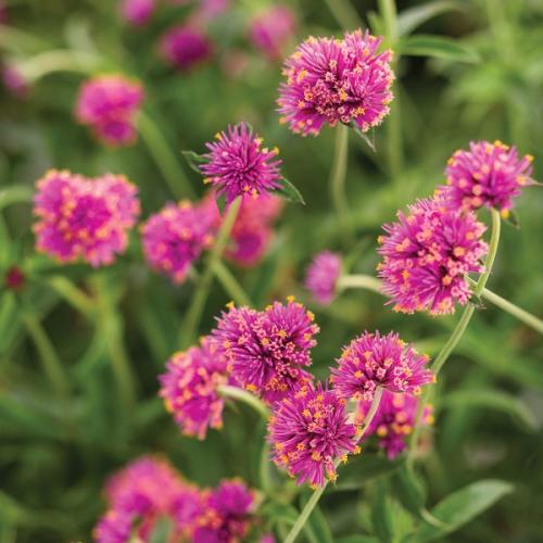 Gomphrena, Truffula™ Pink - Proven Winner