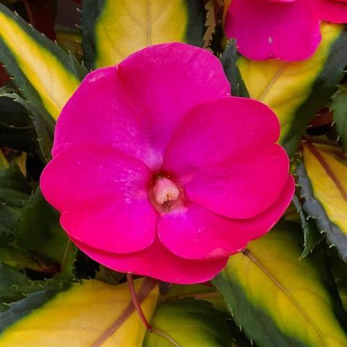 Impatiens, Sunpatiens Compact Tropical Rose