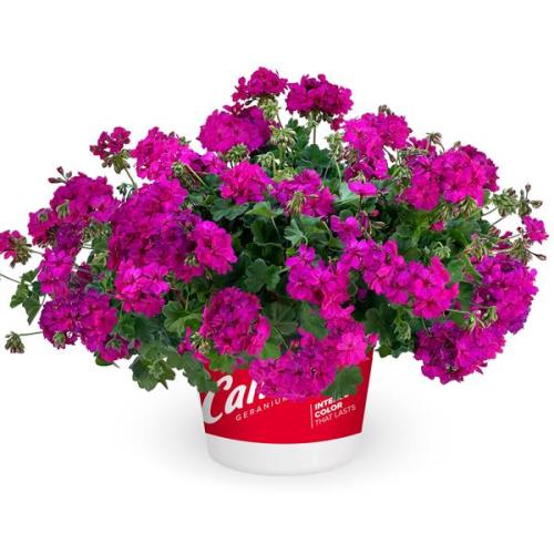 Interspec Ger, Calliope Cascade Violet