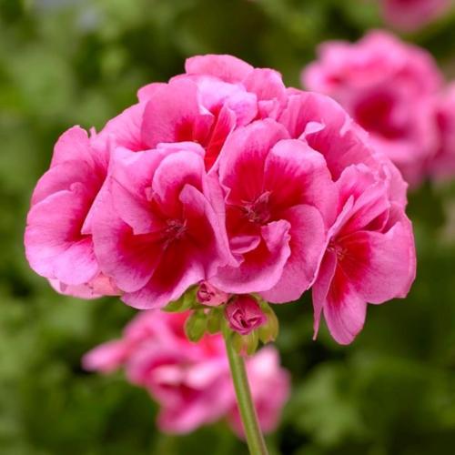 Interspec Ger, Calliope Large Rose Mega Splash