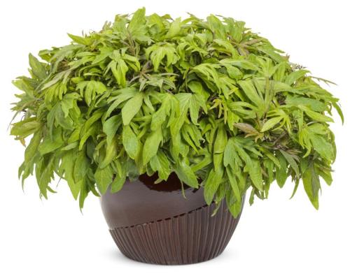 Ipomea, Sweet Caroline Sweetheart Medusa™ Green - Proven Winner