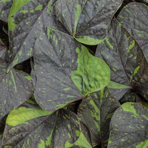 Ipomea, Sweet Caroline Sweetheart Shadowstorm™ - Proven Winner - New Variety