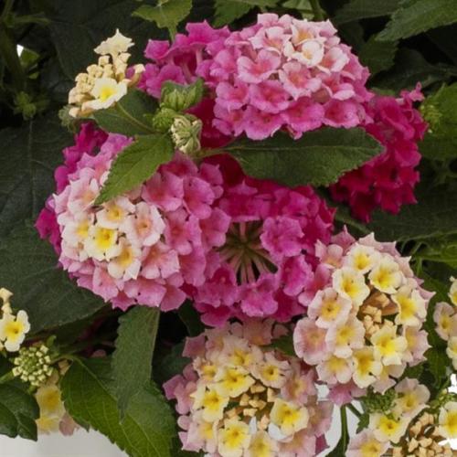 Lantana, Bandolista Pink Lemonberry - New Variety