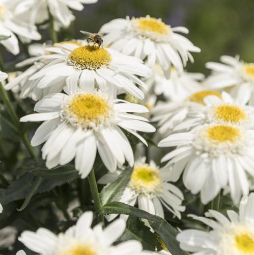 Leucanthemum, Sweet Daisy Birdy