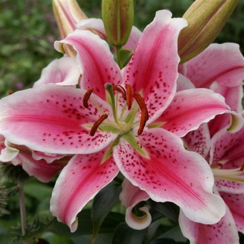 Lily, Oriental Star Gazer