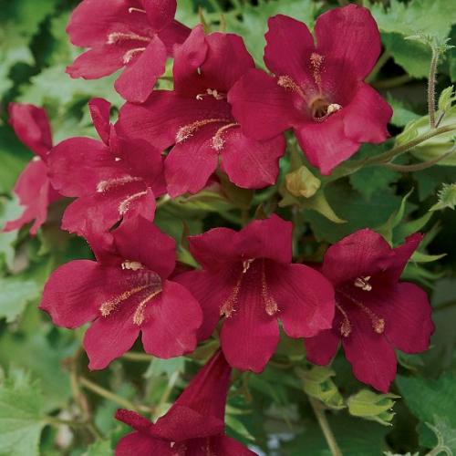 Lophospermum, Wine Red