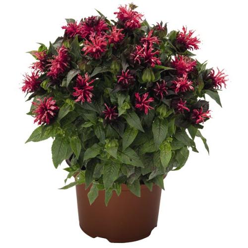 Monarda, Pocoahontas Red Rose