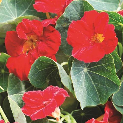 Nasturtium, Baby Red