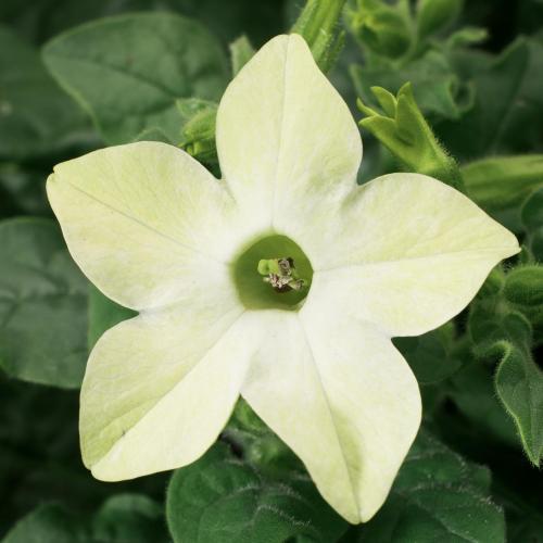 Nicotiana, Saratoga Lime
