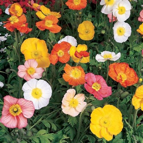 Papaver, Champagne Bubbles Mix