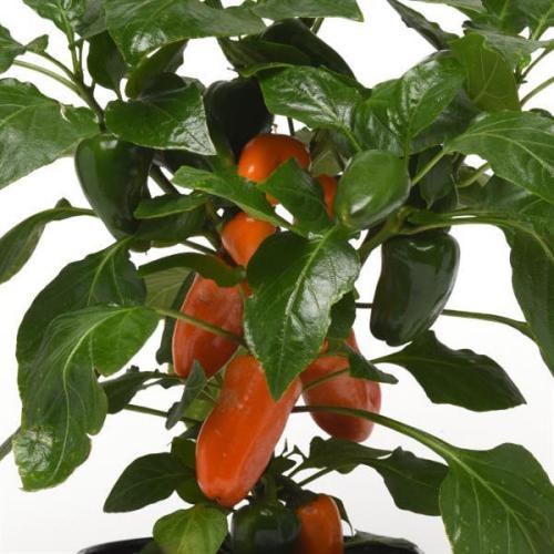 Peppers, Fresh Bites Orange