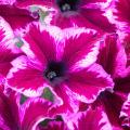 Petunia, Crazytunia Cosmic Pink