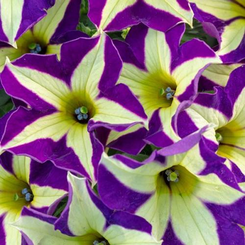 Petunia, Crazytunia Frisky Violet