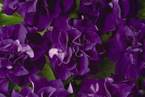 Petunia, Double Madness Blue