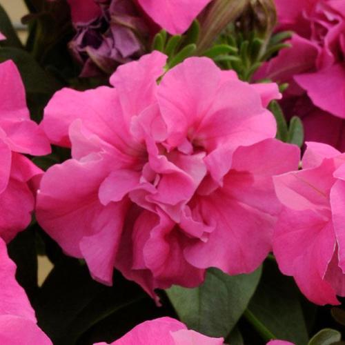 Petunia, Double Madness Rose